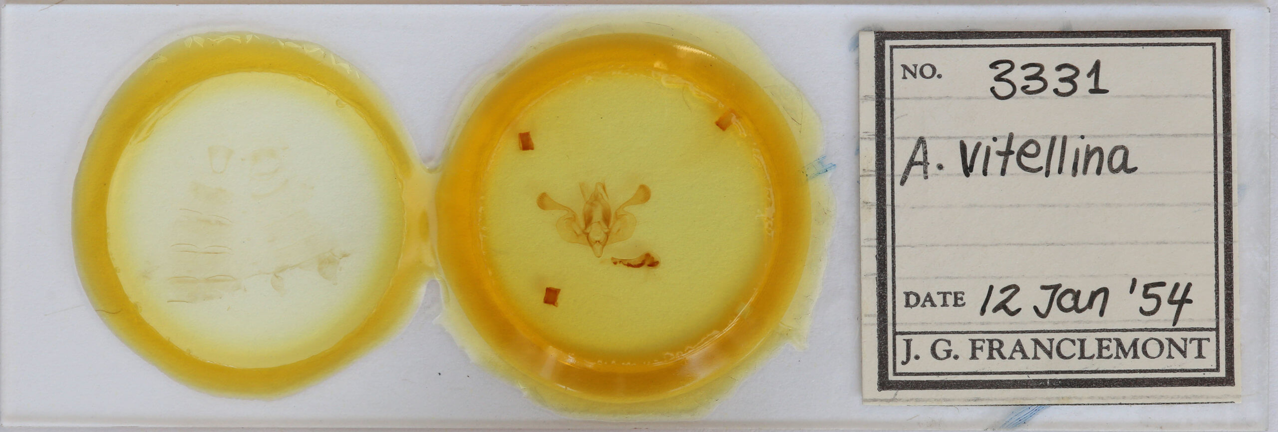 slide view of adult Mythimna vitellina