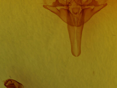 genitalia view of adult Allagrapha aerea