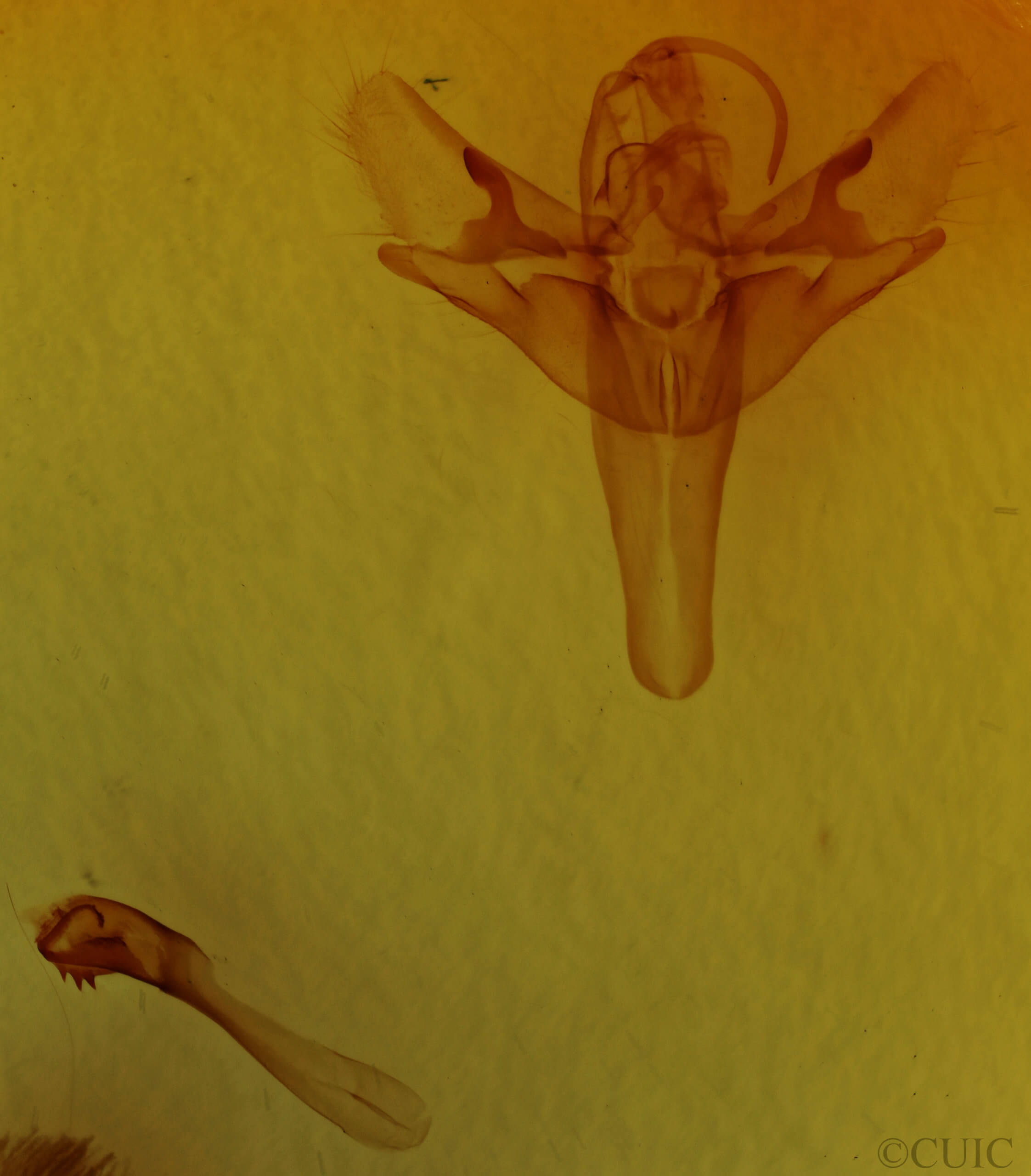 genitalia view of adult Allagrapha aerea
