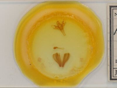 slide view of adult Allagrapha aerea