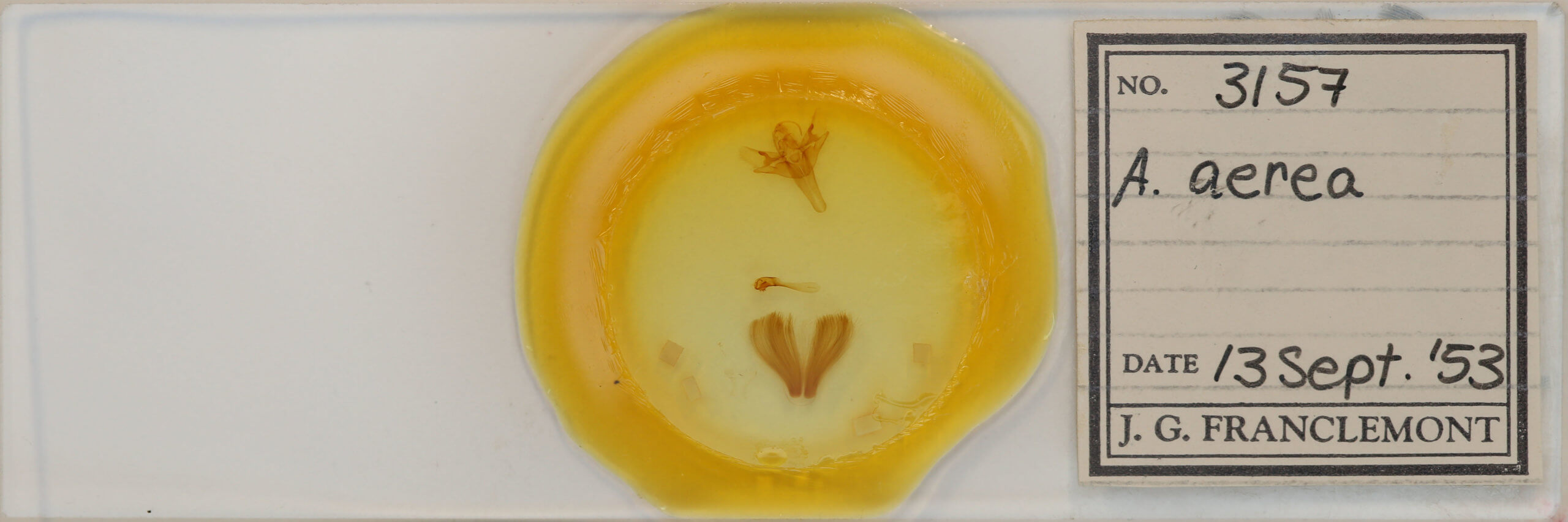 slide view of adult Allagrapha aerea