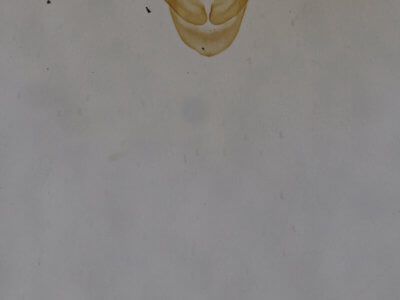 genitalia view of adult Amolita fessa