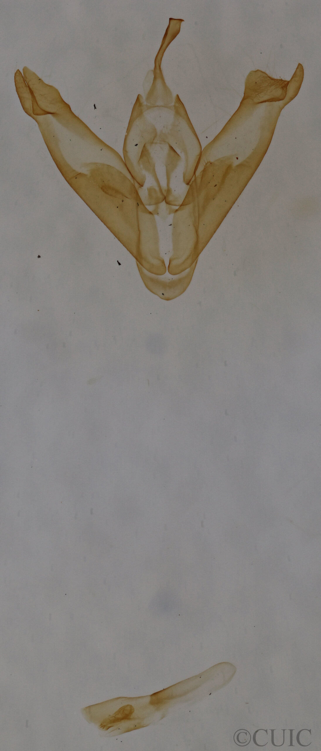 genitalia view of adult Amolita fessa