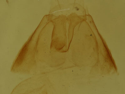 genitalia view of adult Amolita fessa