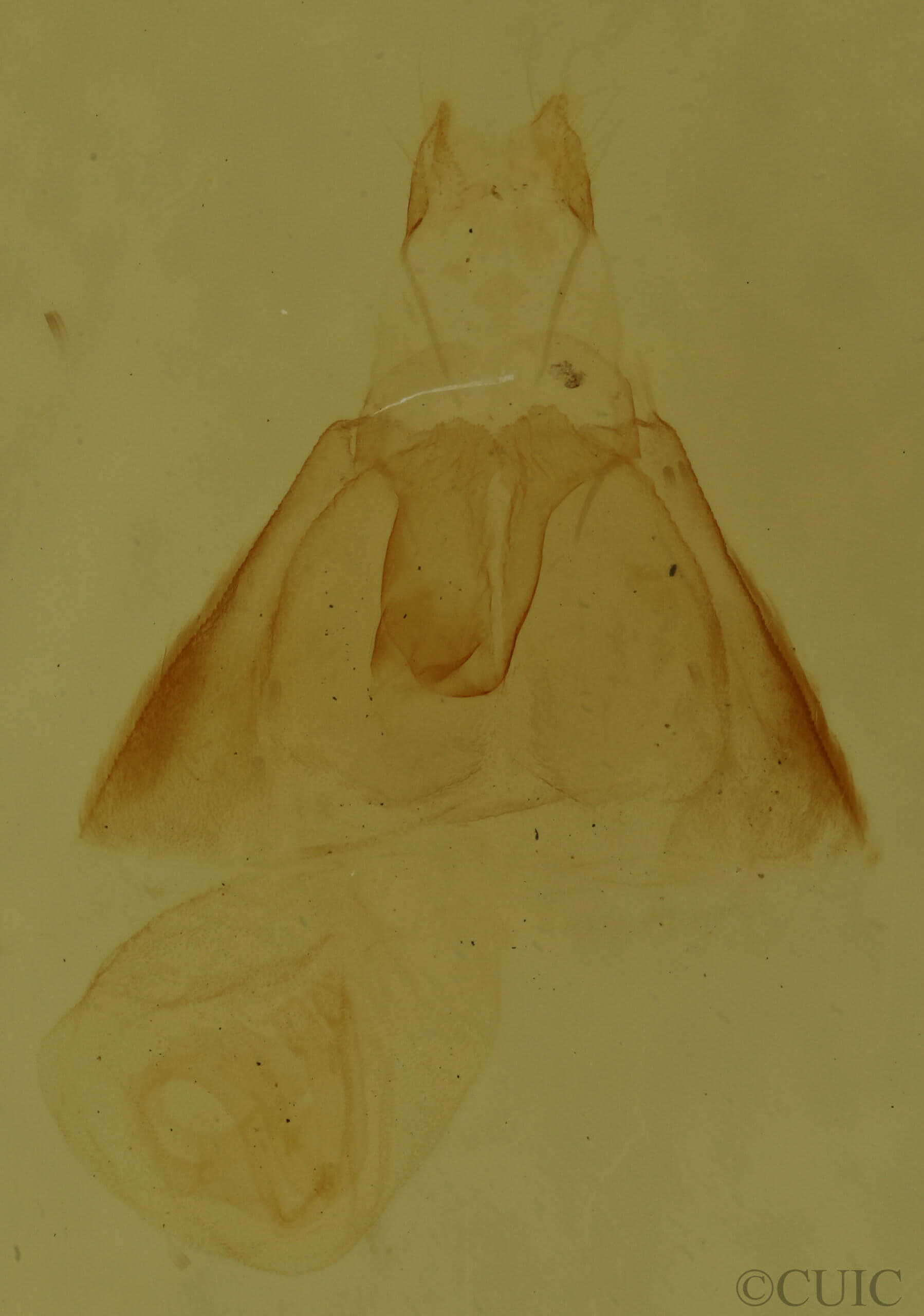 genitalia view of adult Amolita fessa