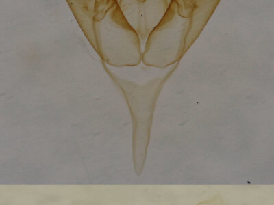 genitalia view of adult Amolita obliqua
