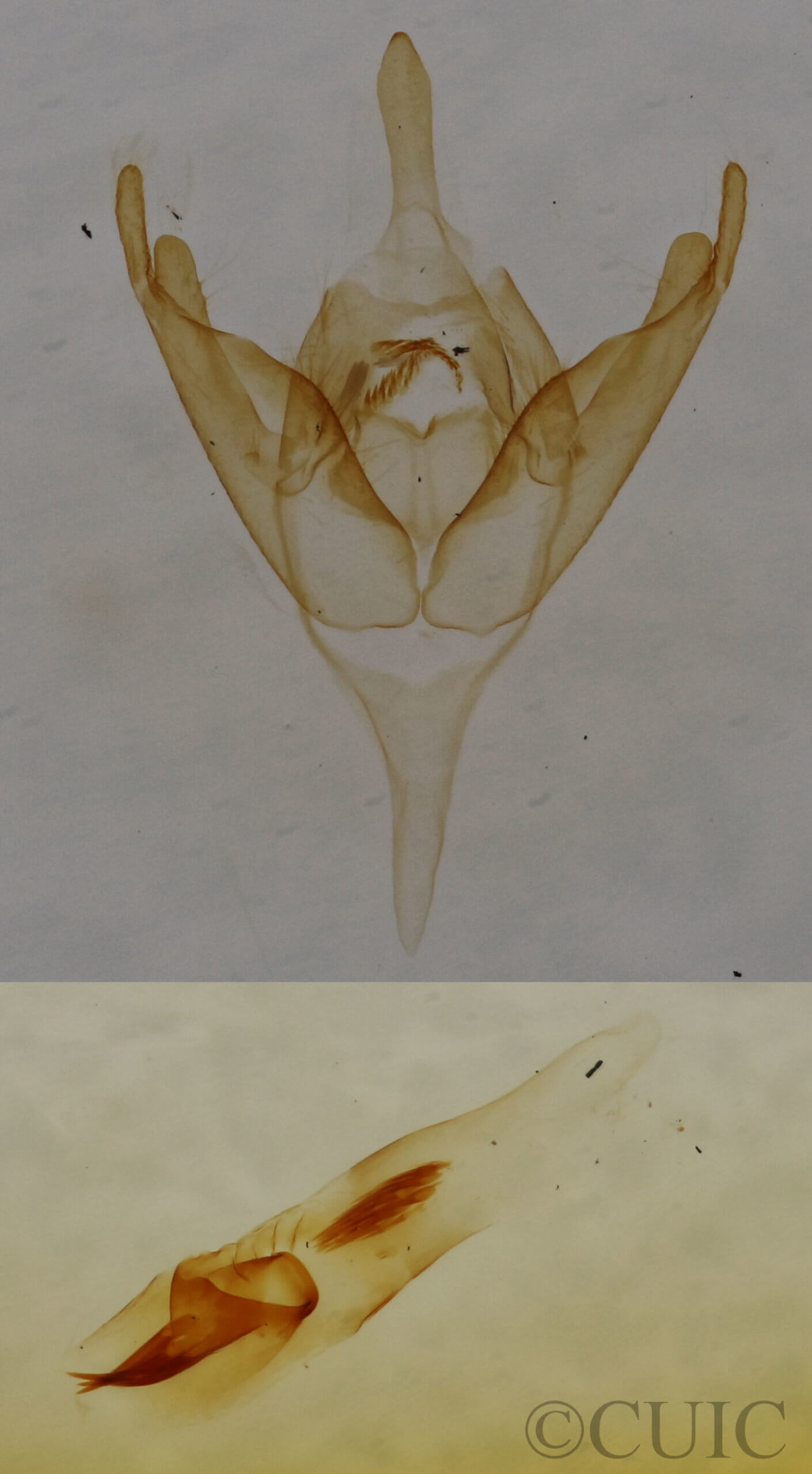genitalia view of adult Amolita obliqua