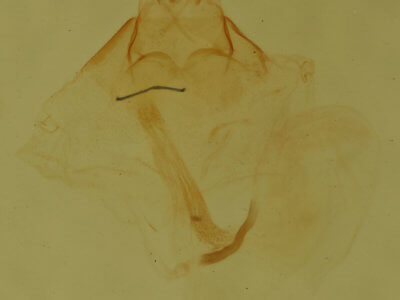 genitalia view of adult Amolita obliqua