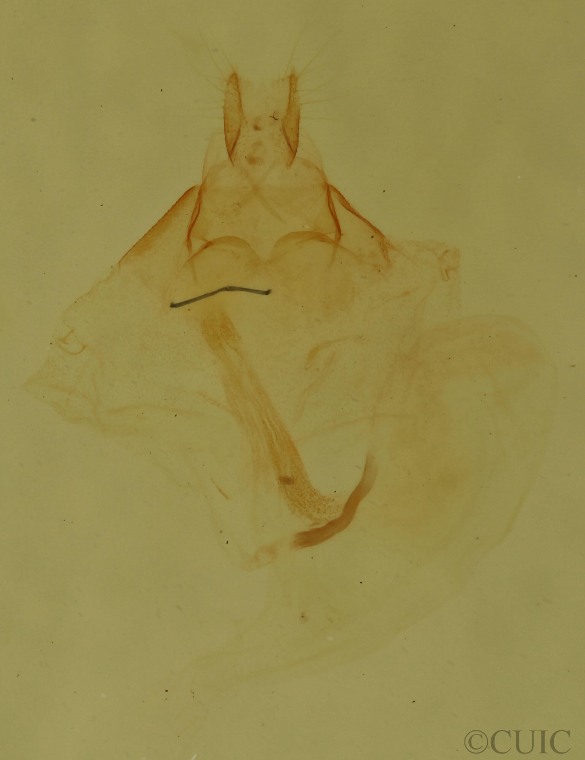 genitalia view of adult Amolita obliqua