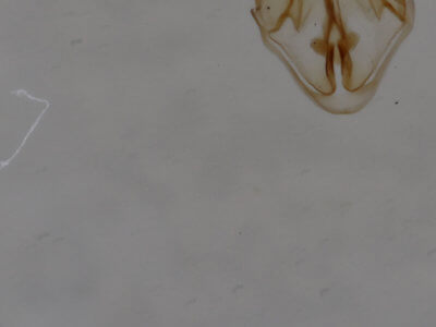 genitalia view of adult Amolita roseola