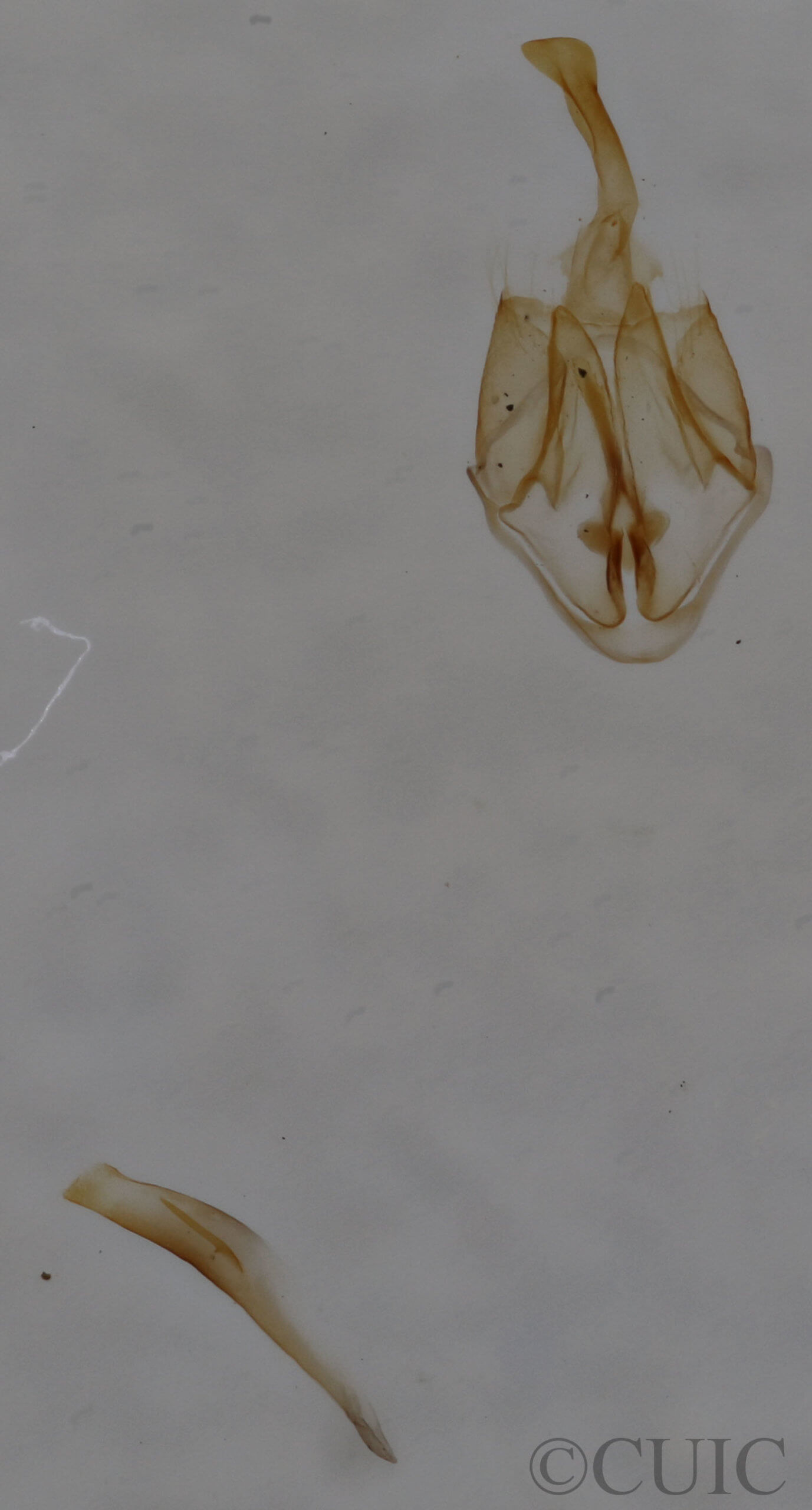 genitalia view of adult Amolita roseola