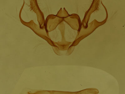 genitalia view of adult Anacamptodes