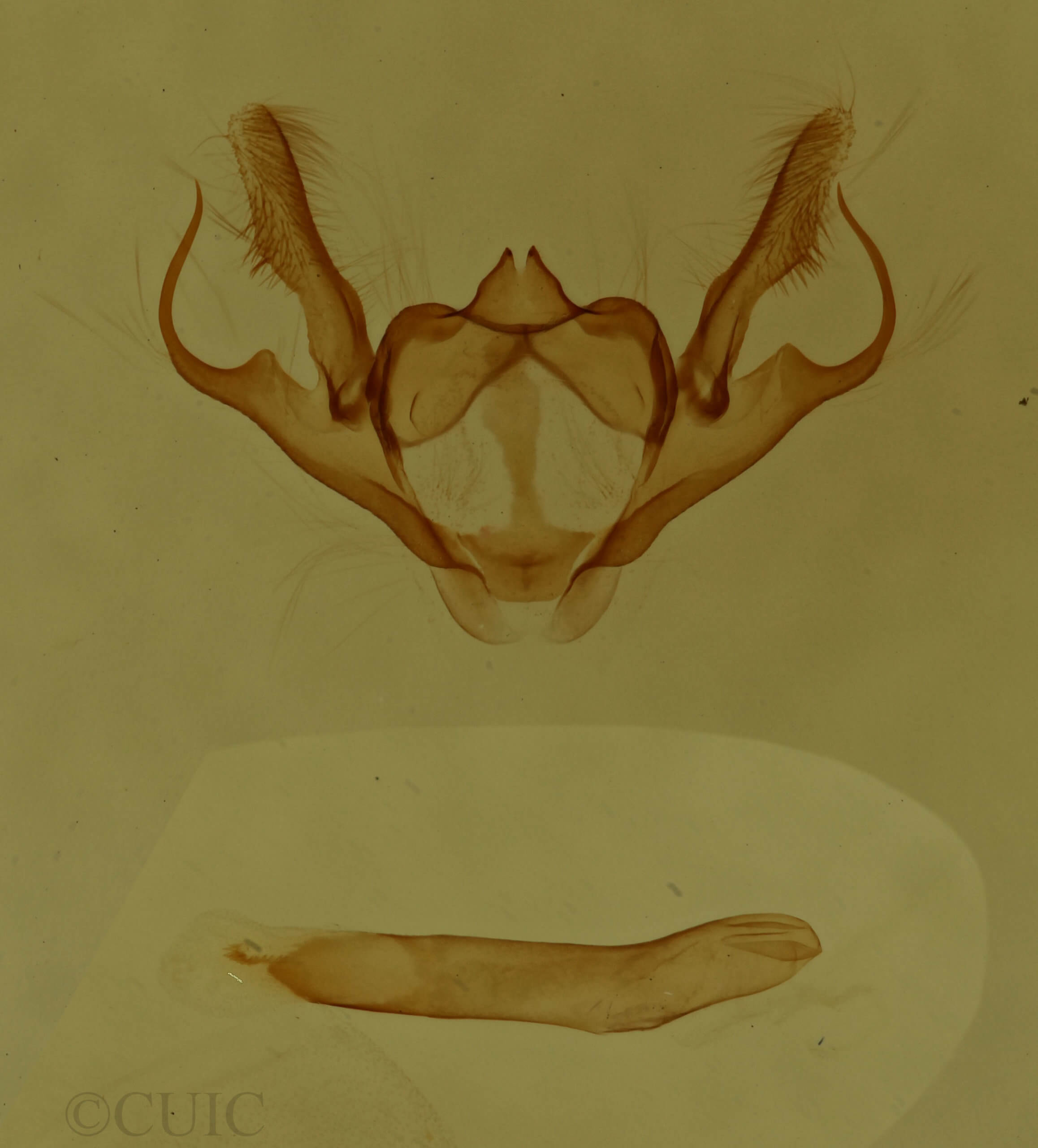 genitalia view of adult Anacamptodes