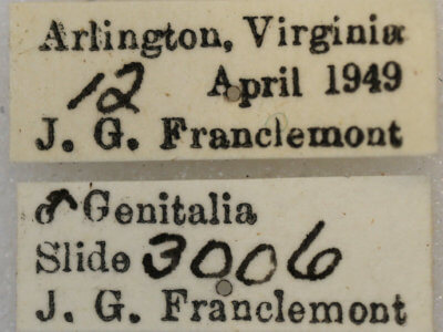 label view of adult Anacamptodes