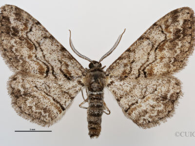 dorsal view of adult Anacamptodes