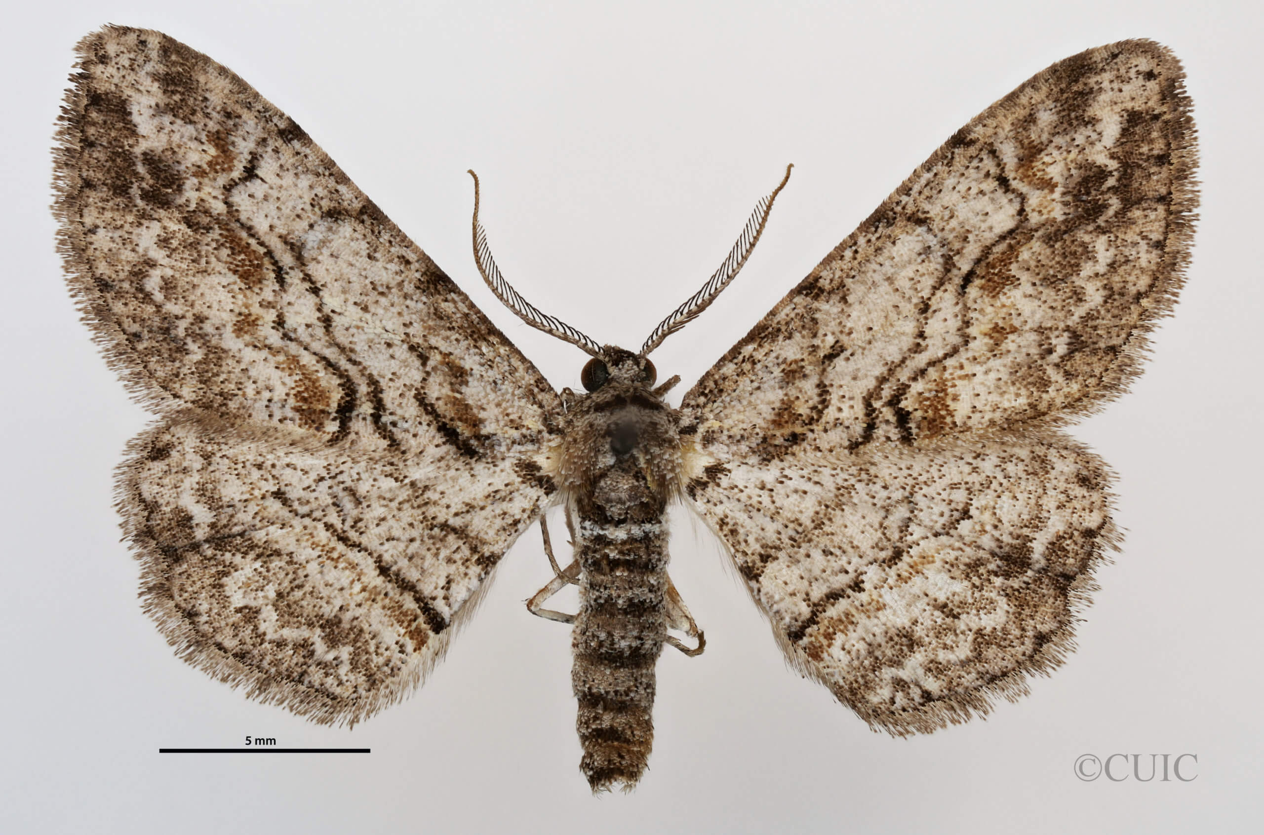 dorsal view of adult Anacamptodes