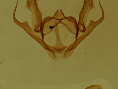 genitalia view of adult Anacamptodes