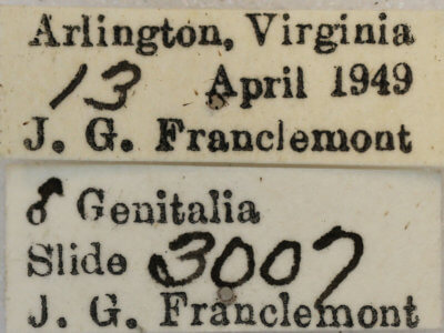 label view of adult Anacamptodes