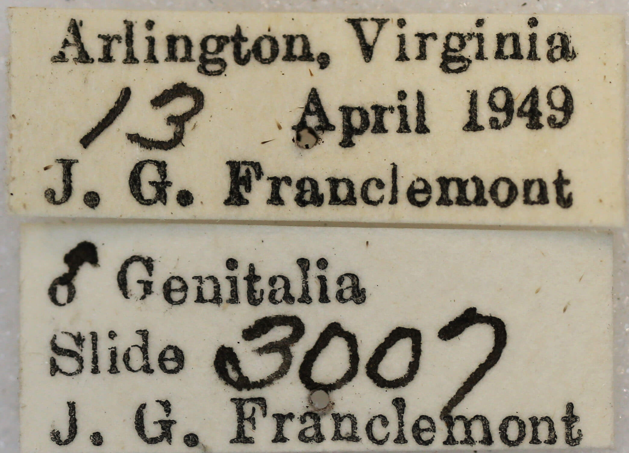 label view of adult Anacamptodes