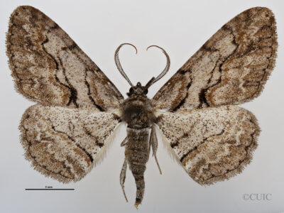 dorsal view of adult Anacamptodes