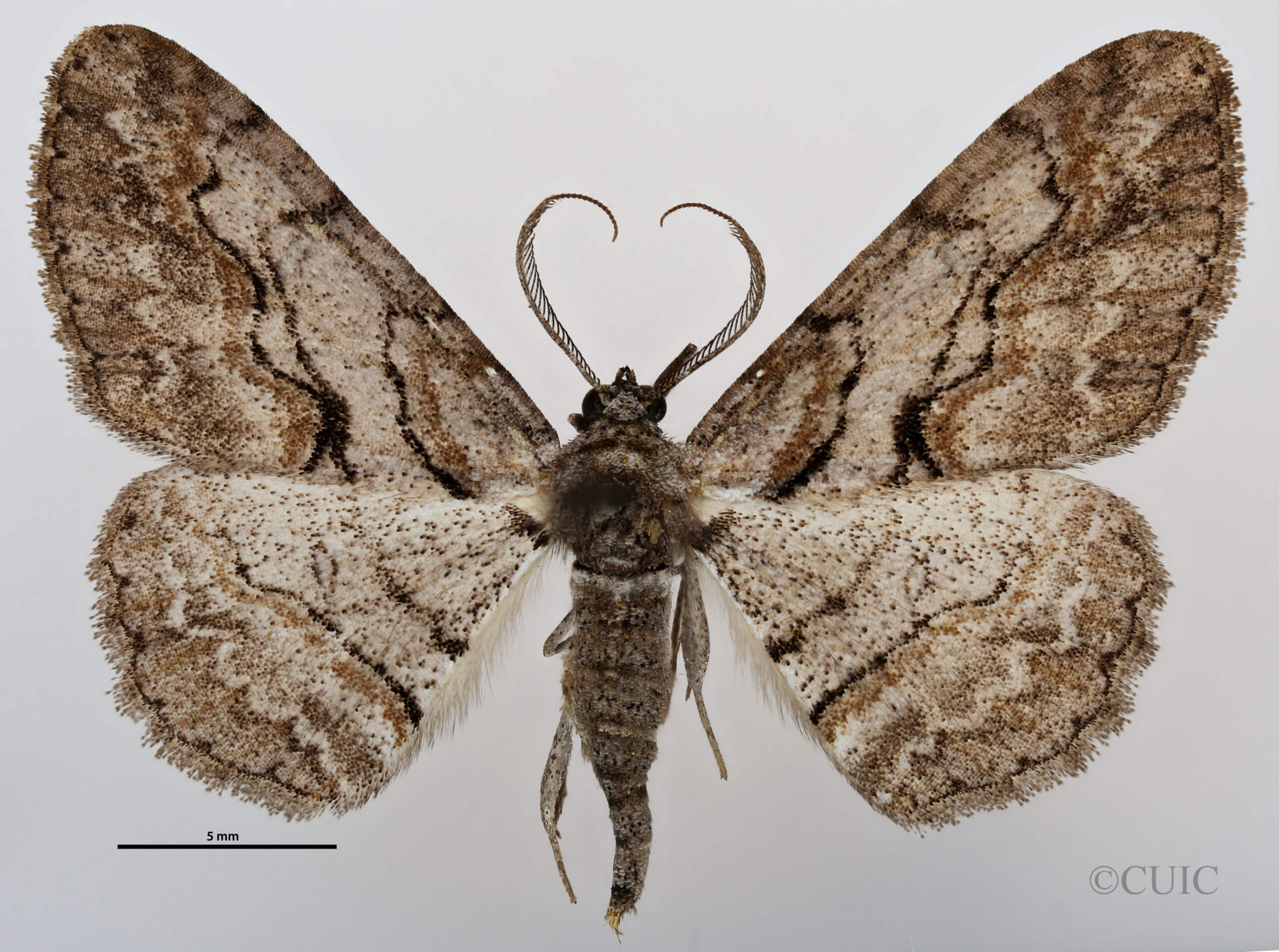 dorsal view of adult Anacamptodes