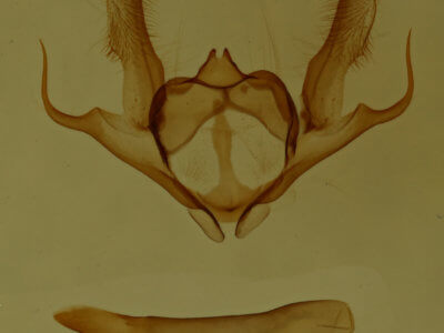 genitalia view of adult Anacamptodes