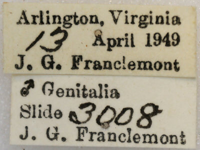 label view of adult Anacamptodes