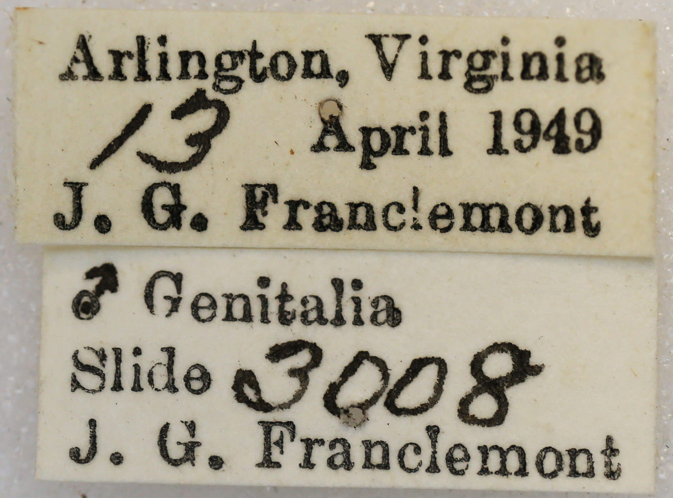 label view of adult Anacamptodes