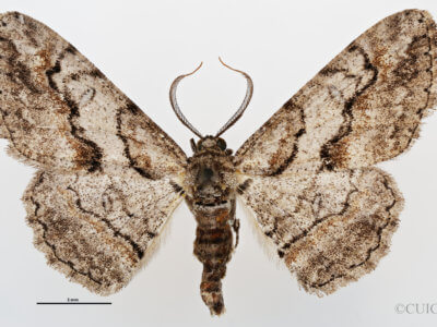 dorsal view of adult Anacamptodes