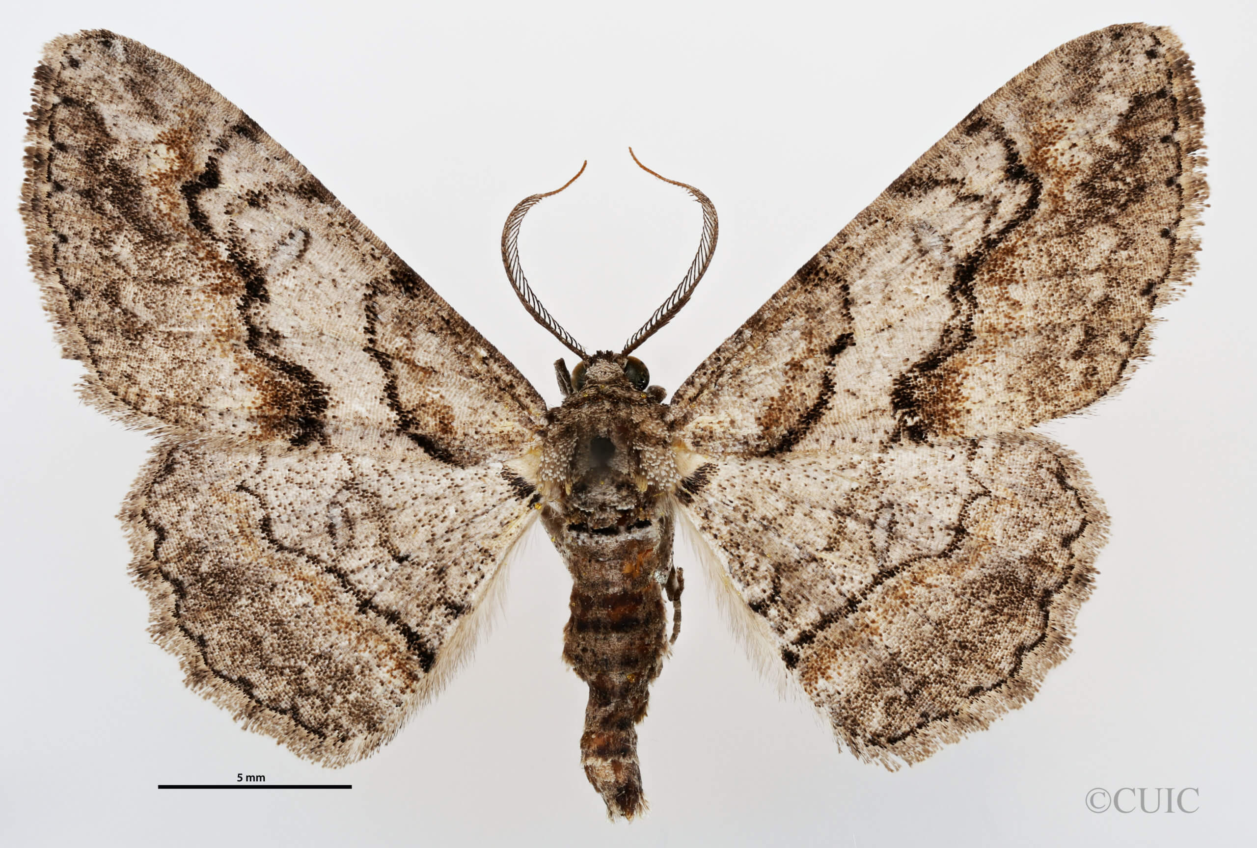 dorsal view of adult Anacamptodes