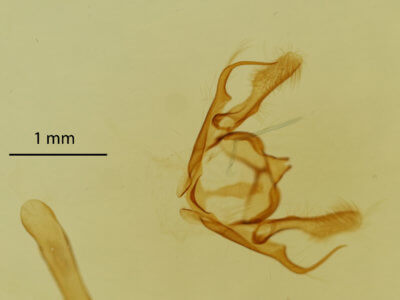 genitalia view of adult Anacamptodes