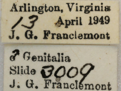 label view of adult Anacamptodes