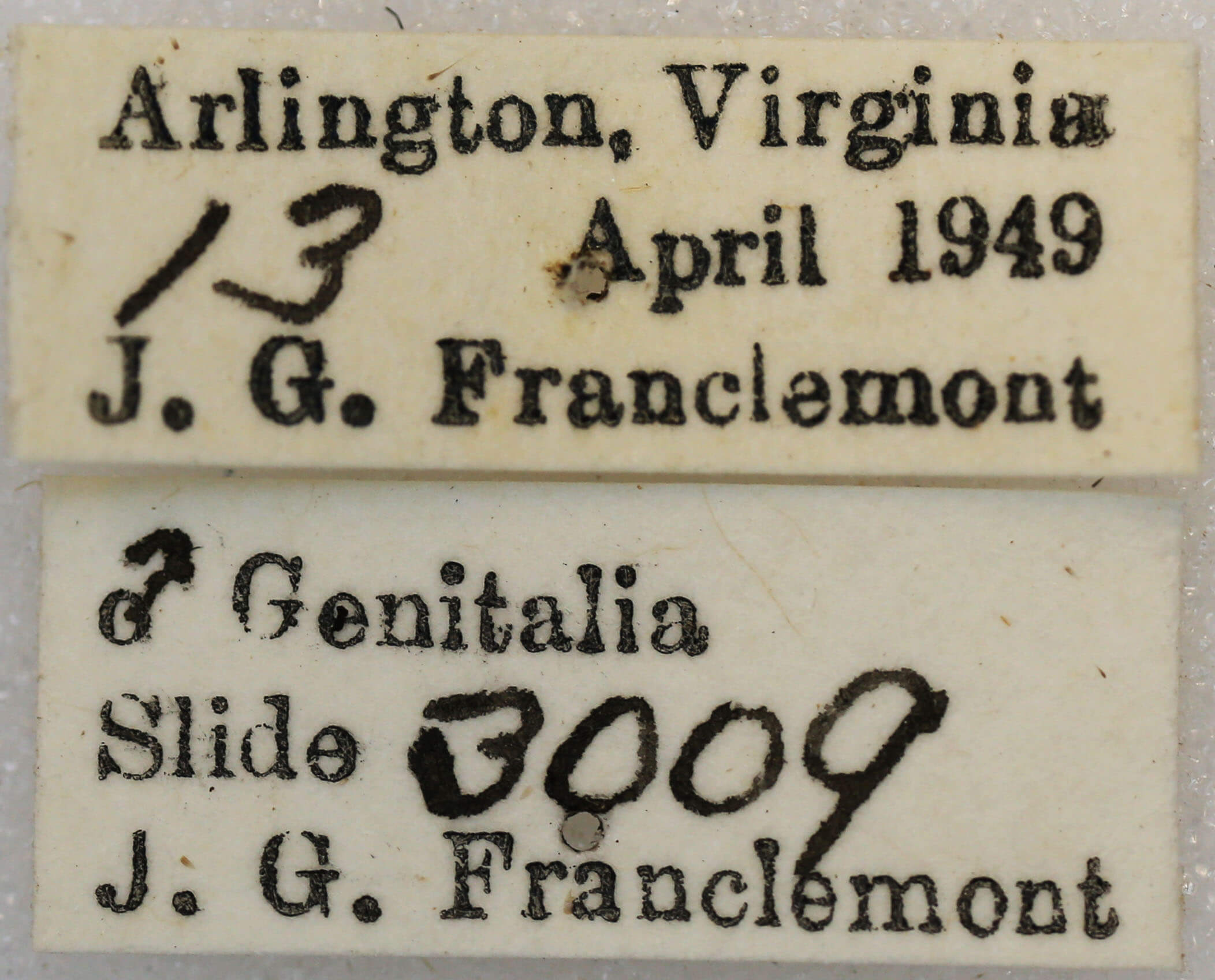 label view of adult Anacamptodes