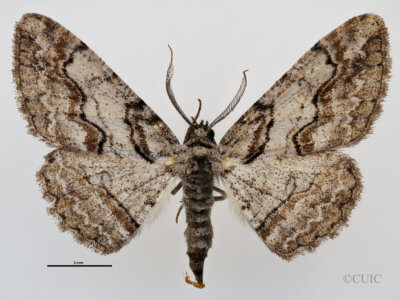 dorsal view of adult Anacamptodes