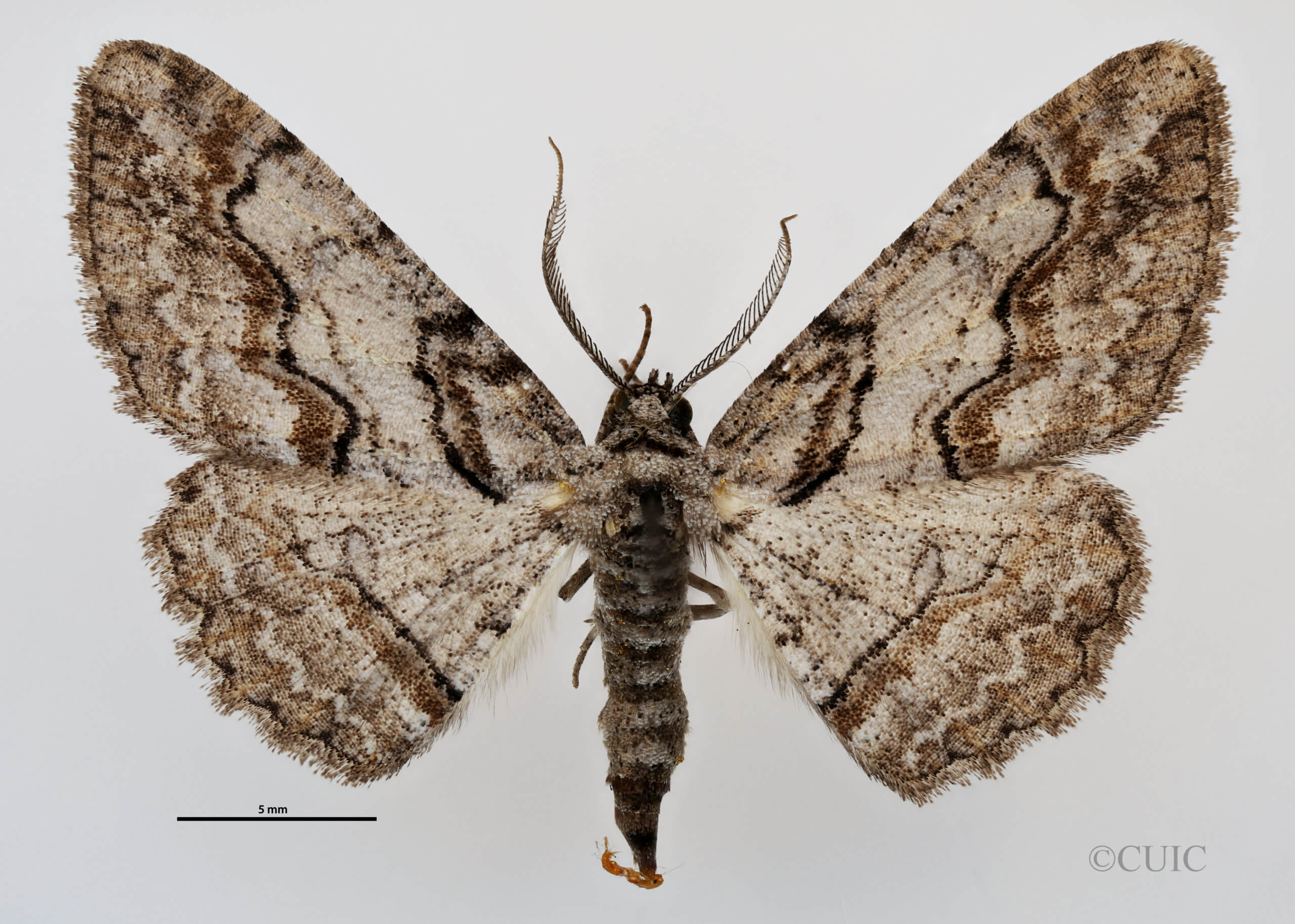 dorsal view of adult Anacamptodes