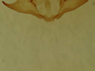 genitalia view of adult Iridopsis defectaria