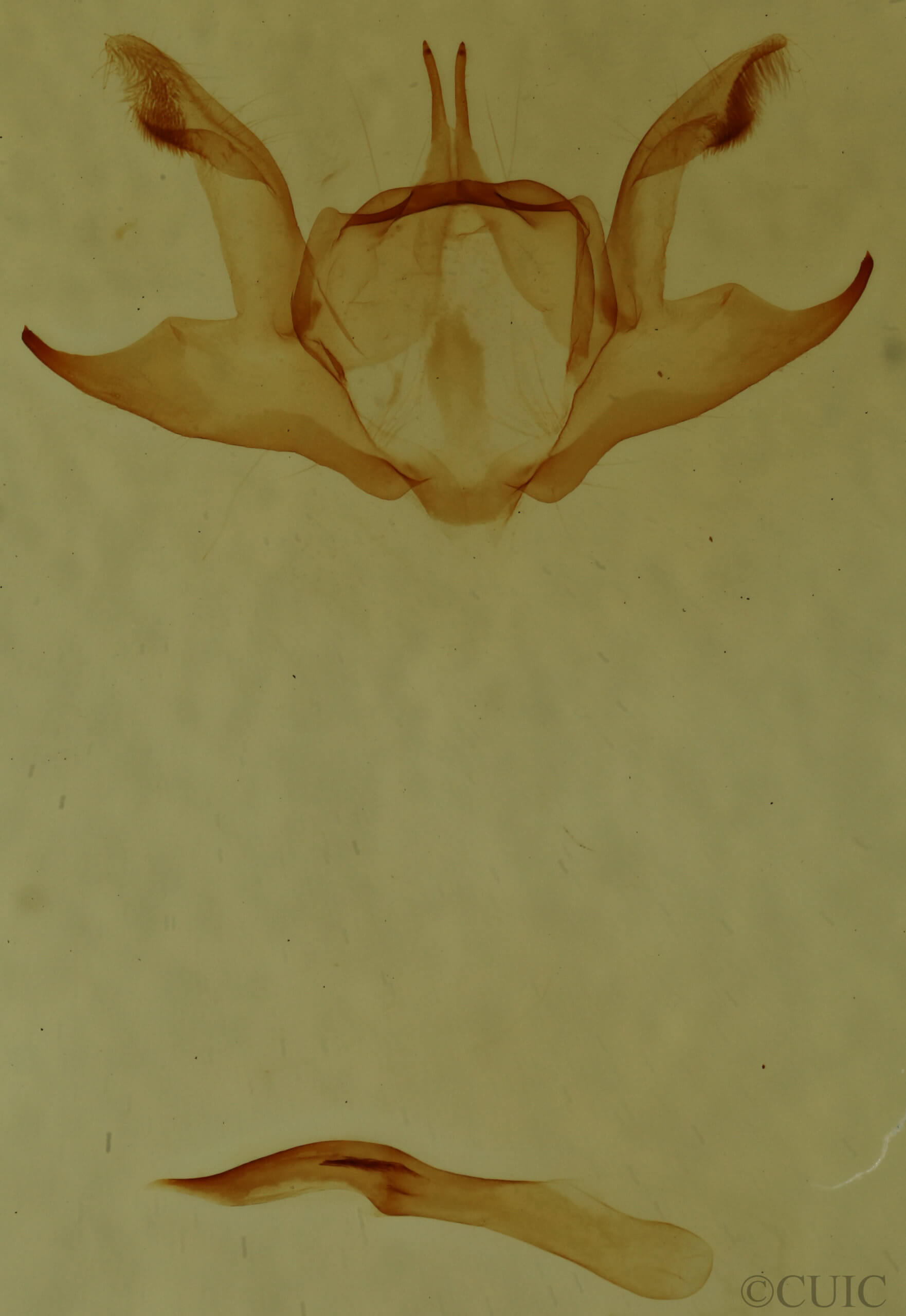 genitalia view of adult Iridopsis defectaria