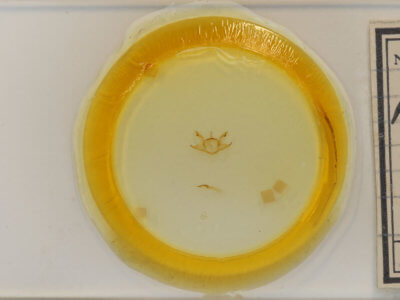 slide view of adult Iridopsis defectaria