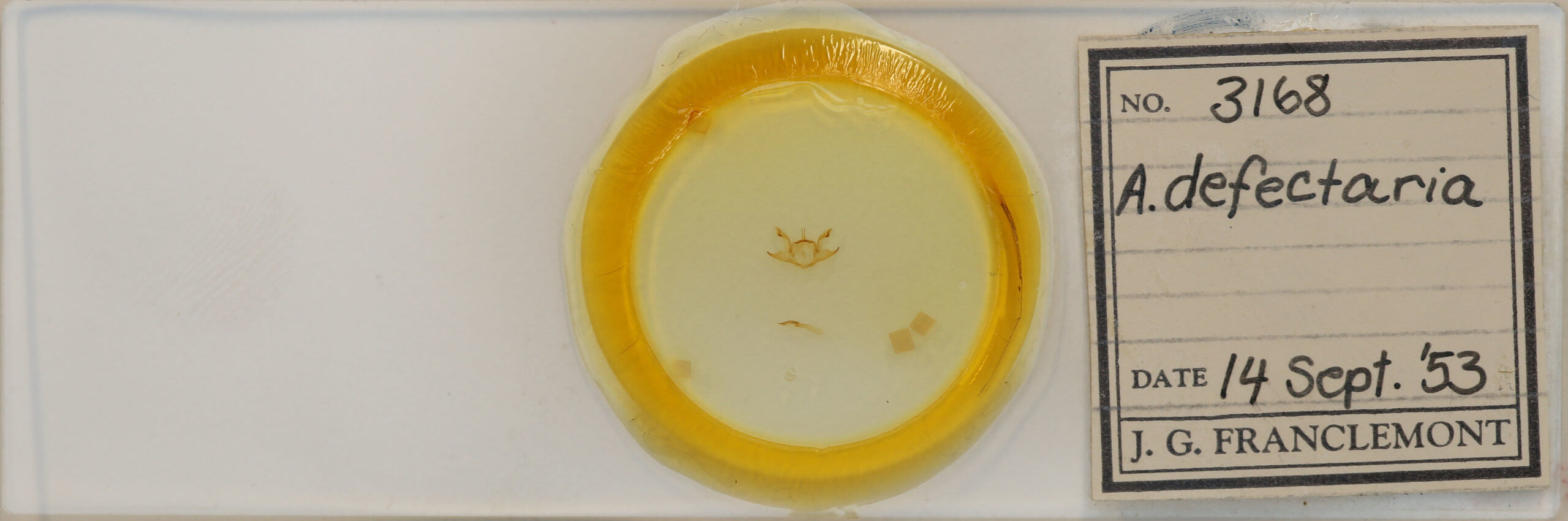 slide view of adult Iridopsis defectaria