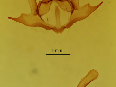 genitalia view of adult Iridopsis defectaria