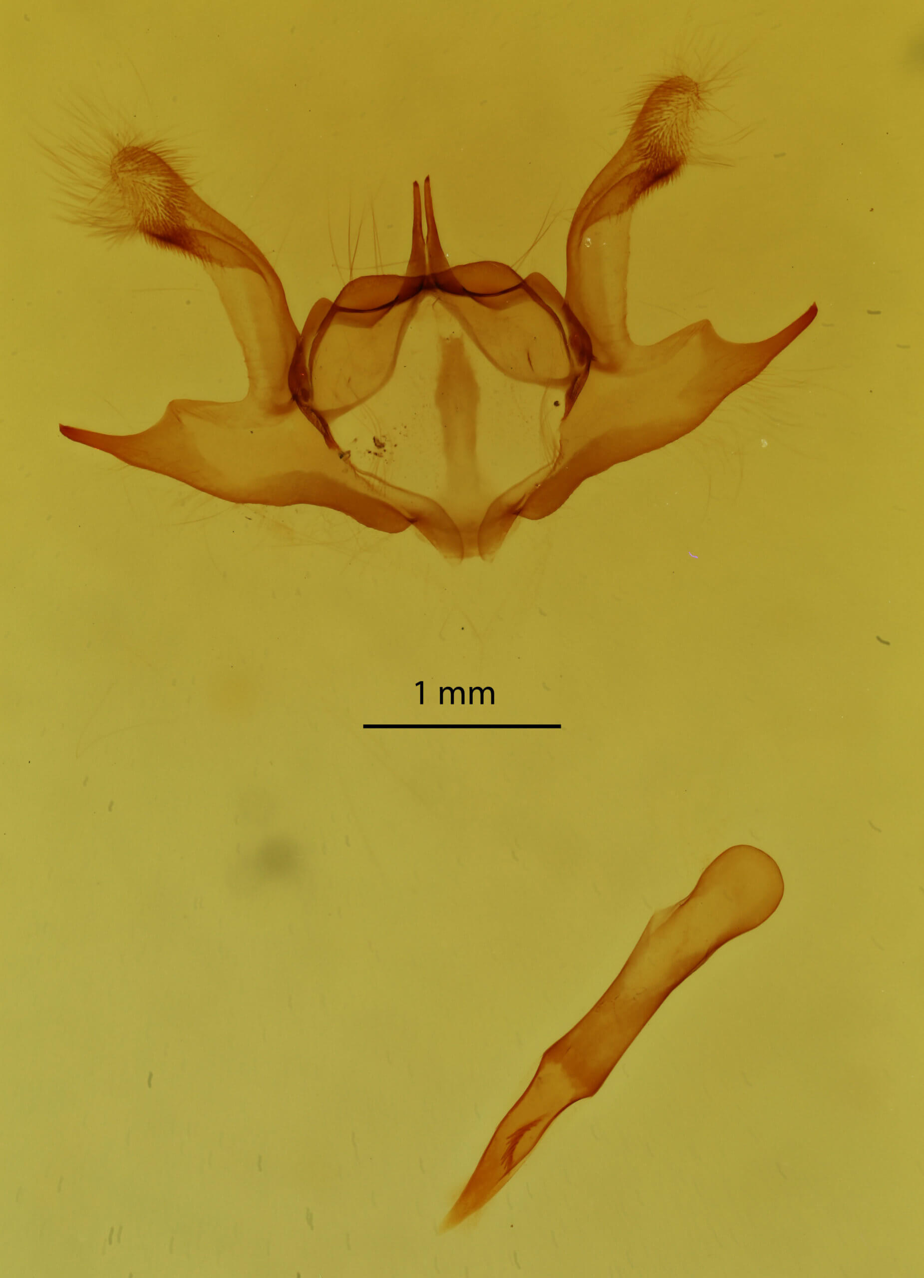 genitalia view of adult Iridopsis defectaria