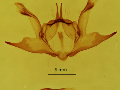 genitalia view of adult Iridopsis defectaria