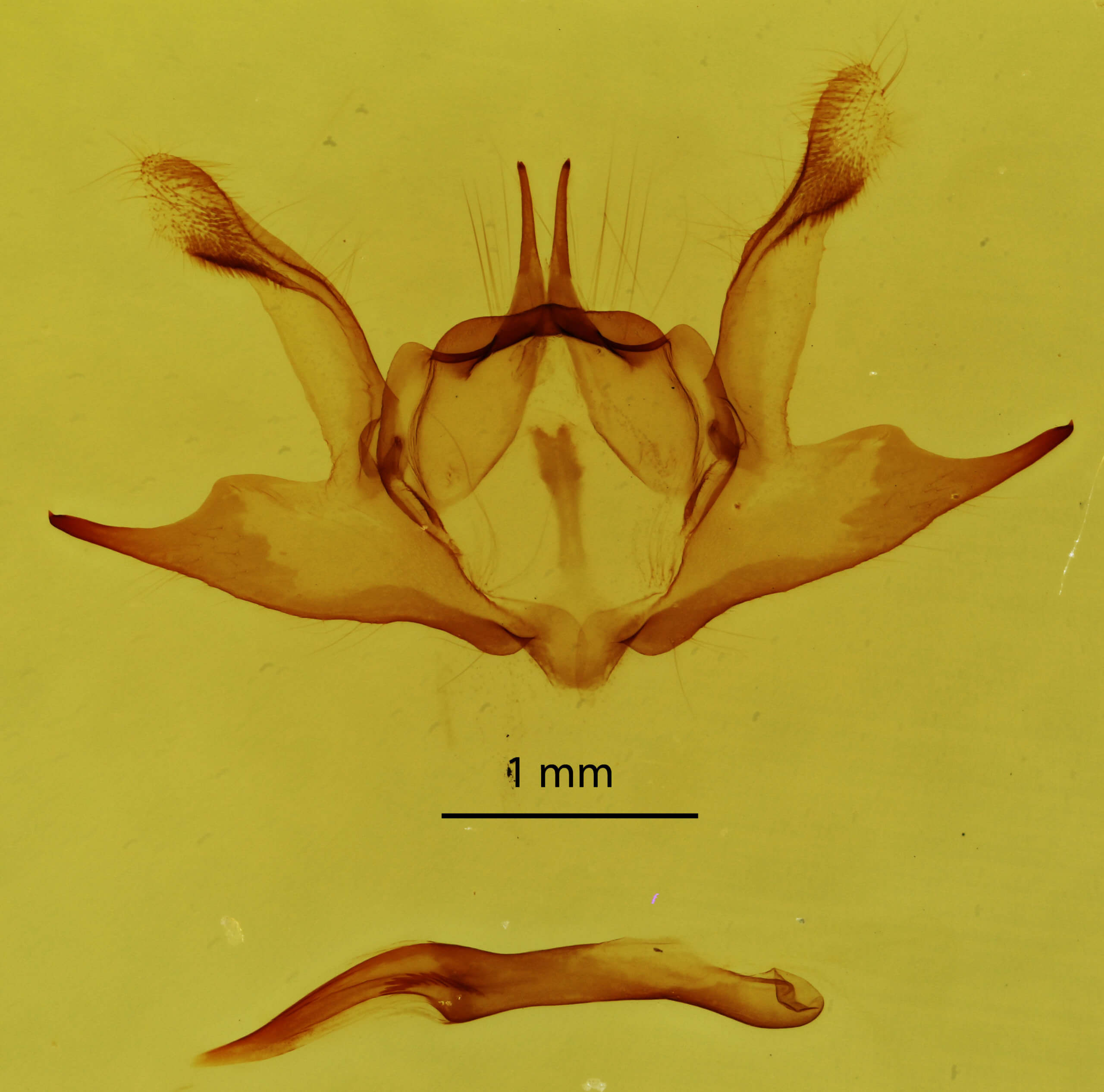 genitalia view of adult Iridopsis defectaria