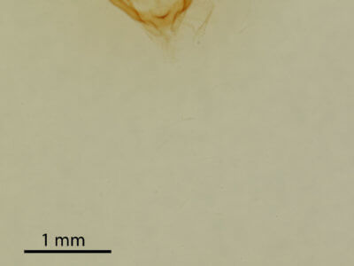 genitalia view of adult Iridopsis humaria