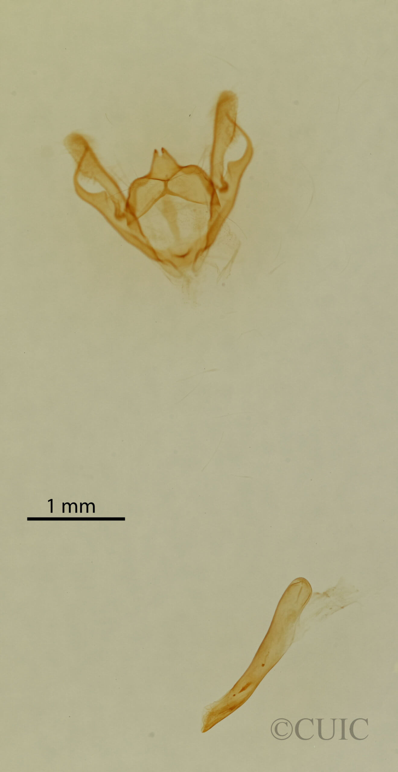 genitalia view of adult Iridopsis humaria