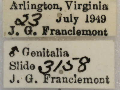 label view of adult Iridopsis humaria