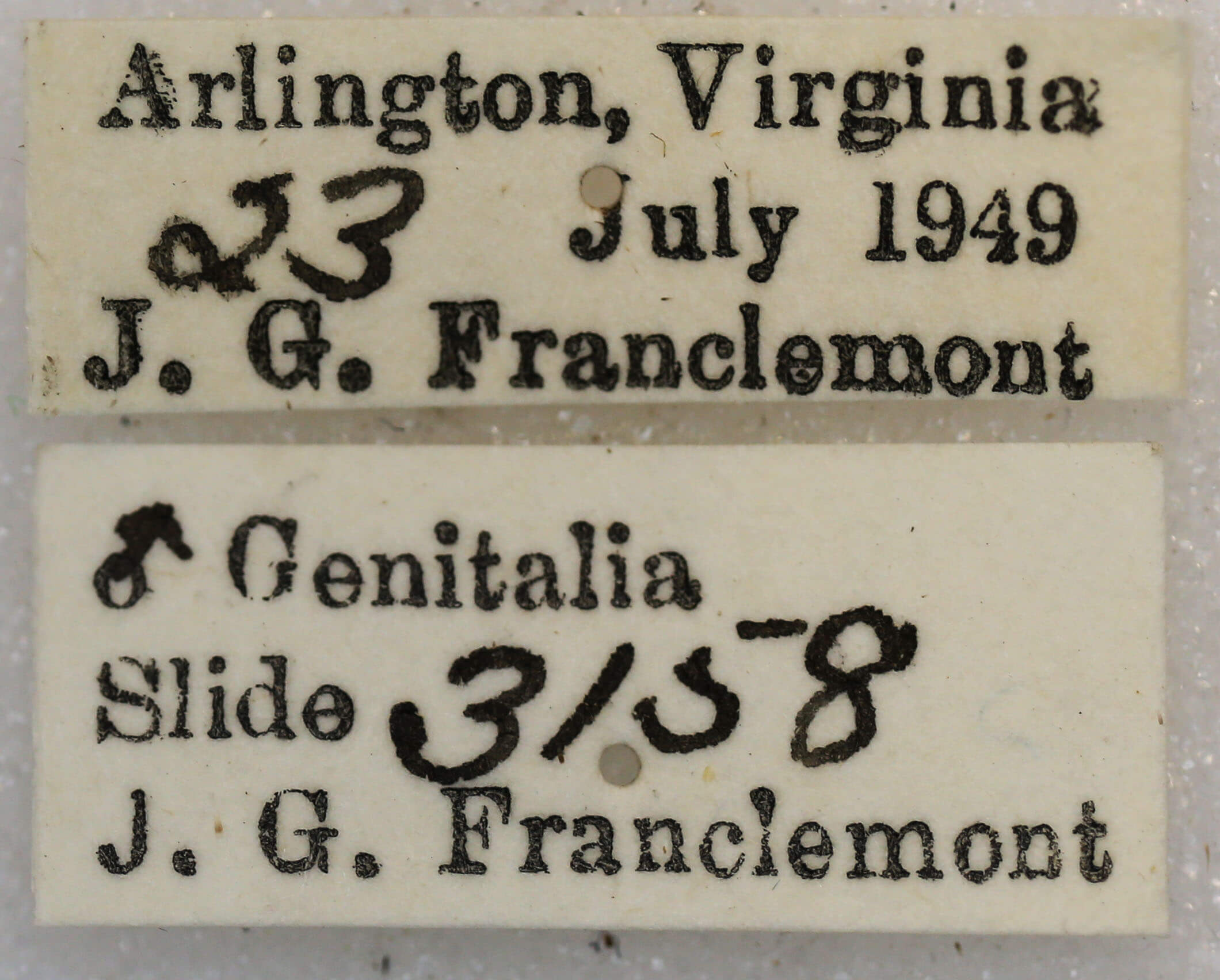 label view of adult Iridopsis humaria