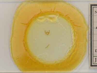 slide view of egg Iridopsis humaria