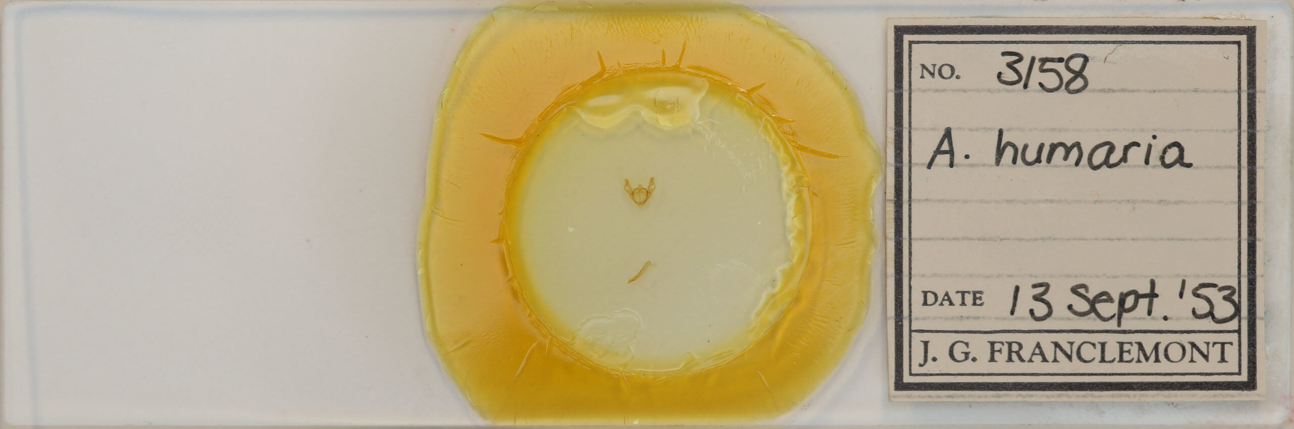 slide view of egg Iridopsis humaria