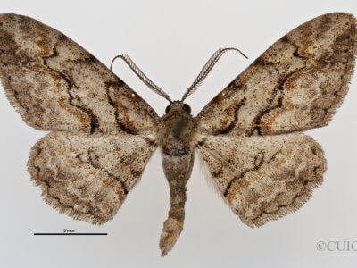 dorsal view of adult Iridopsis humaria